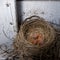 Baby Robins in nest