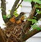 Baby Robins in a Nest