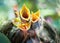 Baby robins open beaks