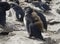 Baby Rockhopper penguin, Falkland Islands