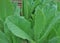 Baby Romaine Lettuce Lactuca Sativa Leaves Volunteer seedlings