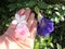 baby rose,  blue sweet pea and white jasmine. beautifull flowers