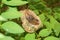 Baby Rufous-tailed hummingbird in nest