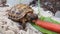 Baby russian tortoise feeding  