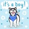 Baby it`s a boy greeting card with furry cute cartoon dog, funny pet husky on blue background with stars, editable vector