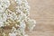 Baby\'s breath (gypsophila paniculata) on wood