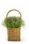 Baby`s breath in straw basket