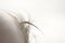 Baby\'s hair