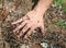 Baby\'s hand covered with jagged ants