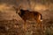 Baby sable antelope stands on muddy ground