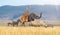 Baby Safari Animals Together in African Grasslands