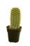 Baby Saguaro Cactus