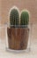 Baby saguaro cactus in a pot.