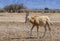 Baby of Sahara scimitar Oryx Oryx leucoryx.