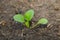 Baby Salad Vegetable Plant raise from soil