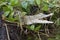 A baby Saltwater crocodile Crocodylus porosus