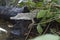 A baby Saltwater crocodile Crocodylus porosus