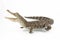 A baby Saltwater crocodile Crocodylus porosus