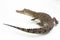 A baby Saltwater crocodile Crocodylus porosus