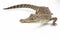 A baby Saltwater crocodile Crocodylus porosus
