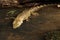 Baby Saltwater Crocodile - Crocodylus porosus