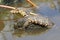 A baby salvator monitor lizard Varanus salvator is sunbathing.