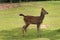 baby of sambar deer on green field at khaoyai national park thailand