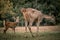 A baby sambar deer and its mother are standing in a field at Khao Yai National Park in Thailand