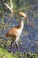 Baby Sand Hill Crane at Viera Wetlands Florida