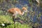 Baby Sand Hill Crane at Viera Wetlands Florida