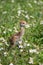 Baby Sand Hill Crane at Viera Wetlands Florida