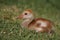 Baby Sandhill crane