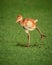 Baby sandhill crane chick, known by name colt.