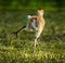 Baby sandhill crane chick practicing walking