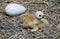 Baby Sandhill Crane and Egg
