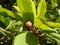 A baby sapodilla tree on bequia