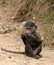 Baby Savannah Baboon chewing grass in Serengeti