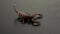 Baby Scorpion on a Dark Background