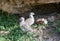 Baby Sea Gulls at Penguin Island