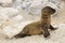 Baby Sea Lion - Galapagos Island