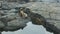 Baby Sea Lion in Galapagos Islands