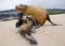 A baby sea lion with his mother on the sand. The Galapagos Islands. Pacific Ocean. Ecuador.