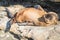 Baby Sea lion Pup Laying on the Rocks