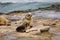 Baby Sea Lion Pup sitting on the rocks - La Jolla, San Diego, California
