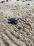 Baby Sea Turtle in Beach Sand