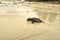 Baby sea Turtle on the beach way to the Ocean. Seychelles