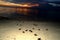 Baby Sea turtle crawling to sea during sunset