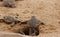 Baby sea turtle hatching. One day old sea turtles in Hikkaduwa in the turtle farm.,Sri Lanka tourism . Loggerhead baby sea turtle