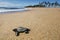 Baby sea turtle hatchling crawling to sea at beach from nest