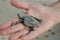 Baby sea turtle in woman\'s hand